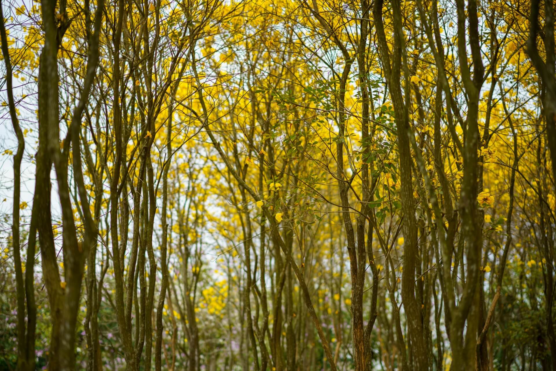 the woods the woods